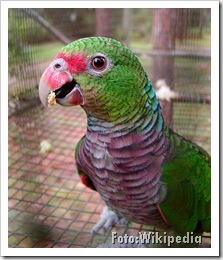 Amazona vinacea. Foto: Wikipedia Amazona vinacea. Foto: Wikipedia