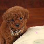 dog618-1.jpg