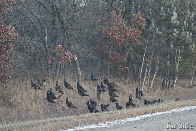 Turkeys