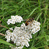 dsc01165.jpg