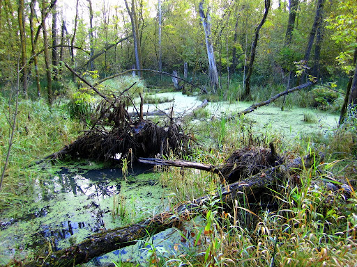 Most of the smaller sloughs have dried up but this one near Bullhead lake remains high