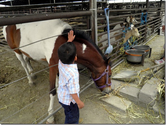 papi petting horse