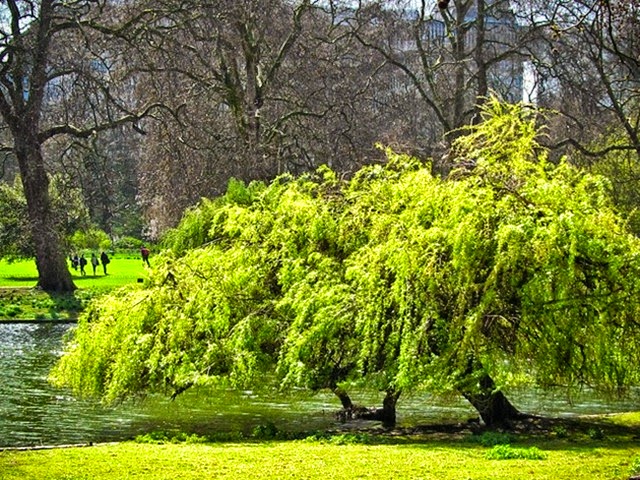 Willow in St James's Park