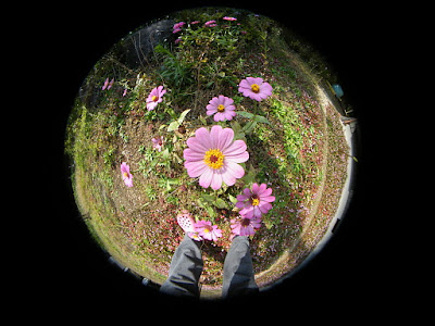 FinePix S8100fd + 52-28mmステップダウンリング逆向き + FC-E8 FinePix S8100fd + 52-28mmステップダウンリング逆向き + FC-E8