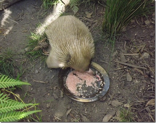 DSCF2557
