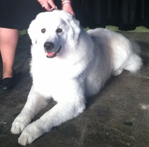 Kuvasz