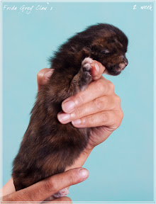 Фото котенка мейн-кун Frida возраст 2 недели | Питомник Grey Claw`s