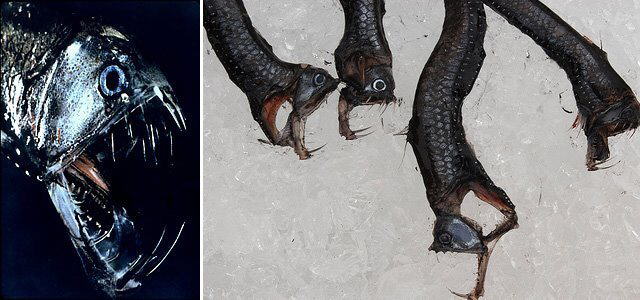 Strange Sea Creatures