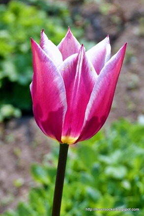 P1000628