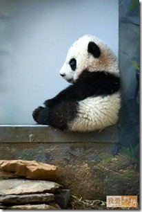 baby panda bear