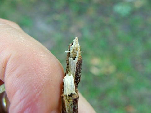 cicada eggs