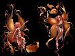Autumn Fairies