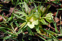 2014 március 1 alcsut kisvirágú hunyor Helleborus dumetorum.jpg