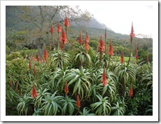Aloe arborescens, também conhecida por babosa.Foto: Wikipedia. Aloe arborescens, também conhecida por babosa.Foto: Wikipedia.