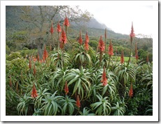 Aloe arborescens, também conhecida por babosa.Foto: Wikipedia.