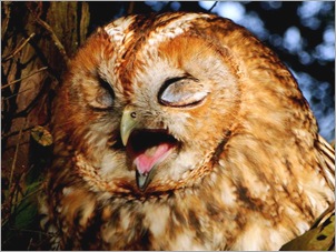 Tawny Owl. Picture Alison Coatsworth