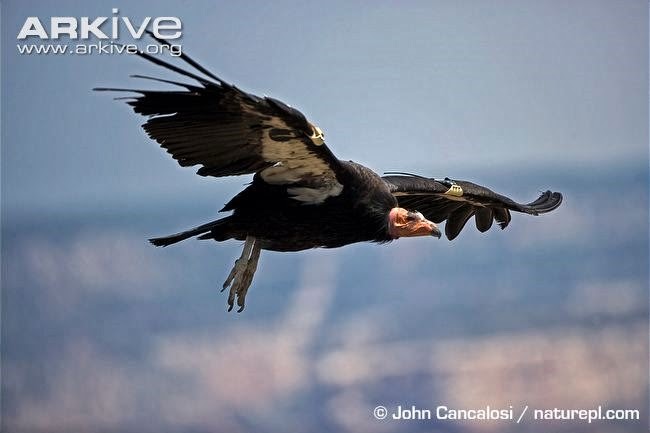 [Amazing%2520Animals%2520Pictures%2520California%2520Condor%2520%25283%2529%255B3%255D.jpg]