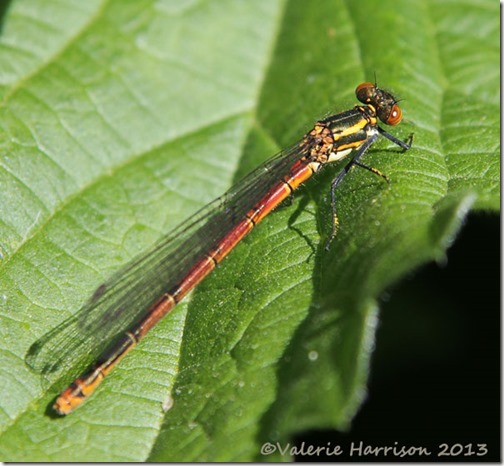 large-red-damsefly