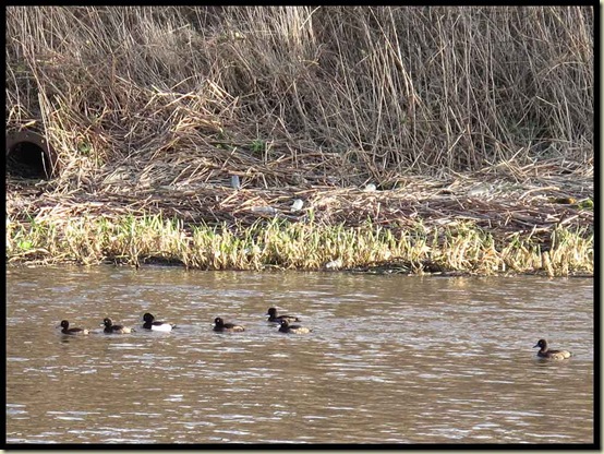 Tufted Ducks on the Mersey
