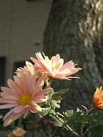 ピンクの花 ピンクの花