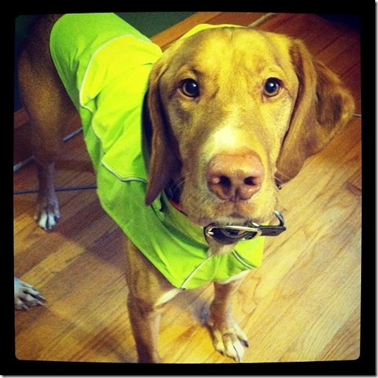 hurricane-sandy-dogs-3