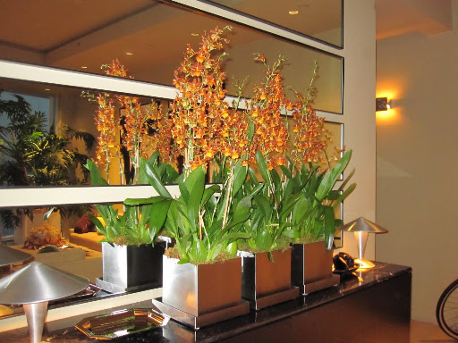 In my living room is where I placed the orchids, their relection in the mirrors are gorgeous!