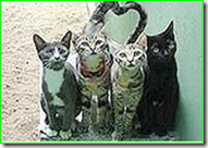 Cattura Cattura