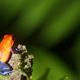Blue Jeans frog