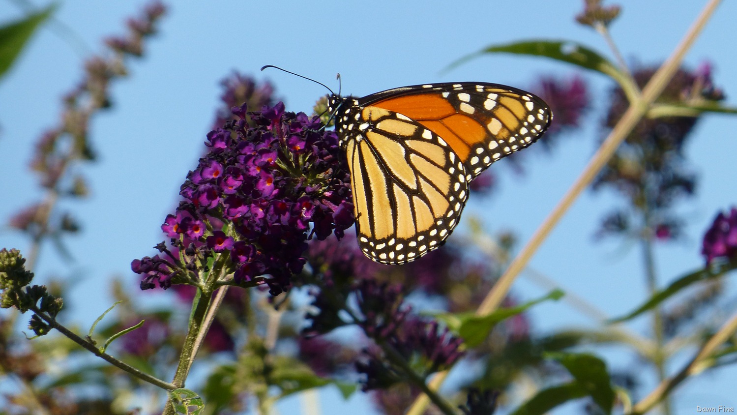 [morn%2520walk%2520and%2520swallows_007%255B3%255D.jpg]