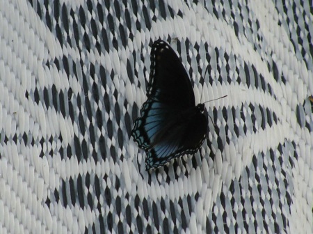 RealLiveButterflies-2-2011-08-6-19-45.jpg