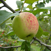 apple ripened.JPG
