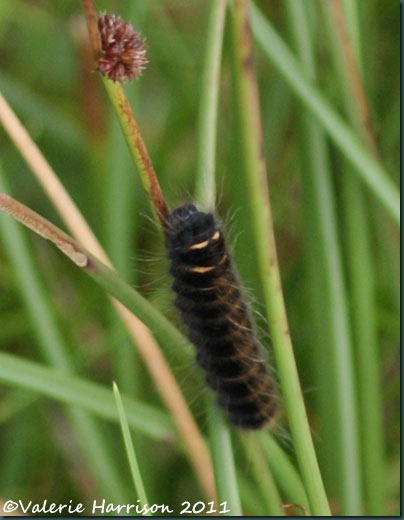 fox-moth-caterpillar
