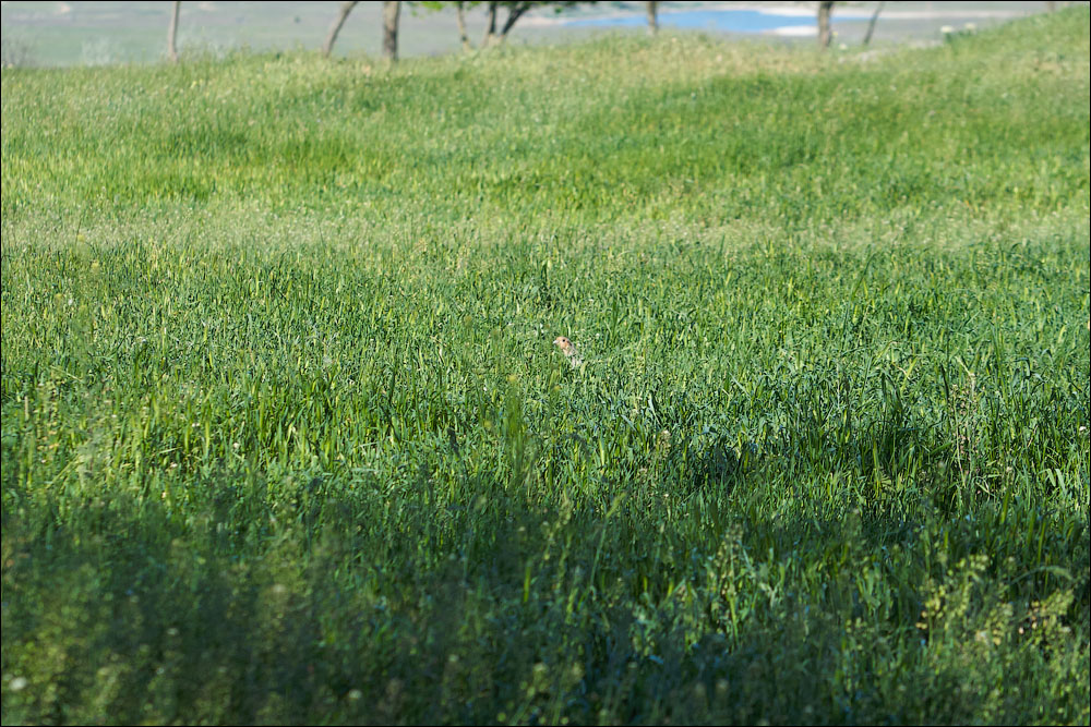 IMG_3702_small.jpg
