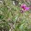 Wild orchids abound
www.radicalfish.eu
http://www.skibreezy.com