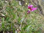 Wild orchids abound
www.radicalfish.eu
http://www.skibreezy.com