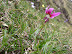 Wild orchids abound
www.radicalfish.eu
http://www.skibreezy.com