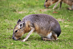 Cavey Exotic Game Farm Spring Cavey Exotic Game Farm Spring