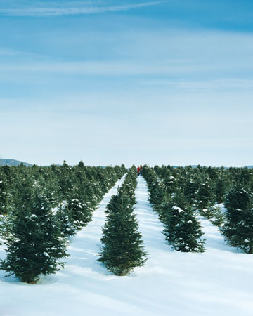 The first trees to get picked over tend to be the ones near the parking lot, so the farther reaches of a farm might offer a better selection.