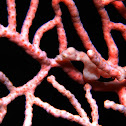 Pygmy Seahorse
