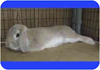 Brendon Bunny is a house-trained, neutered adorable male in need of a home. Brendon Bunny is a house-trained, neutered adorable male in need of a home.
