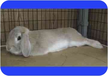 Brendon Bunny is a house-trained, neutered adorable male in need of a home. Brendon Bunny is a house-trained, neutered adorable male in need of a home.