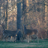 Doe 1/21/2012