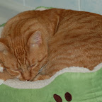 herc at home 1.JPG
