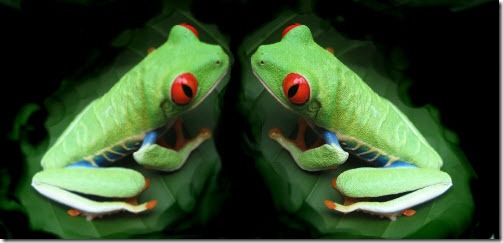 Frog Twins