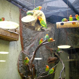 colorful birds at ueno zoo in Ueno, Tokyo, Japan