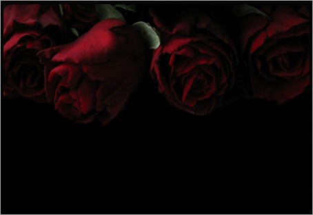 red-roses-lovely-romance