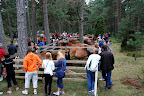 Lojsta Hed 26 juli 2010