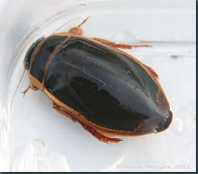 diving-beetle-1