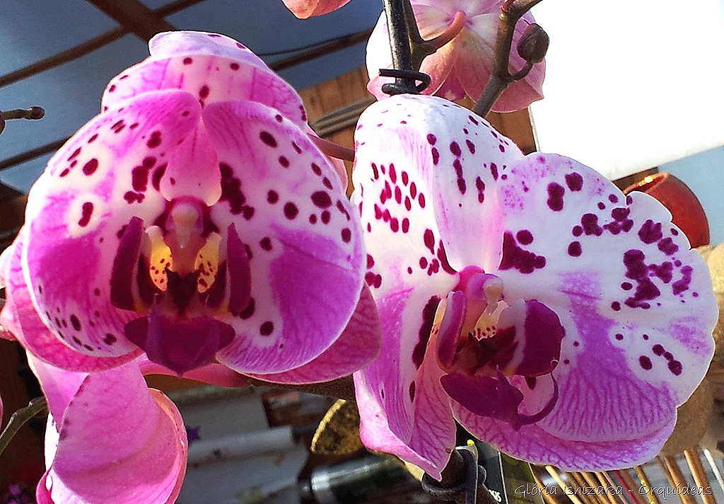 [Glria-Ishizaka---orquideas-409.jpg]