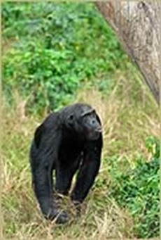 Ngamba Island Chimpanzee